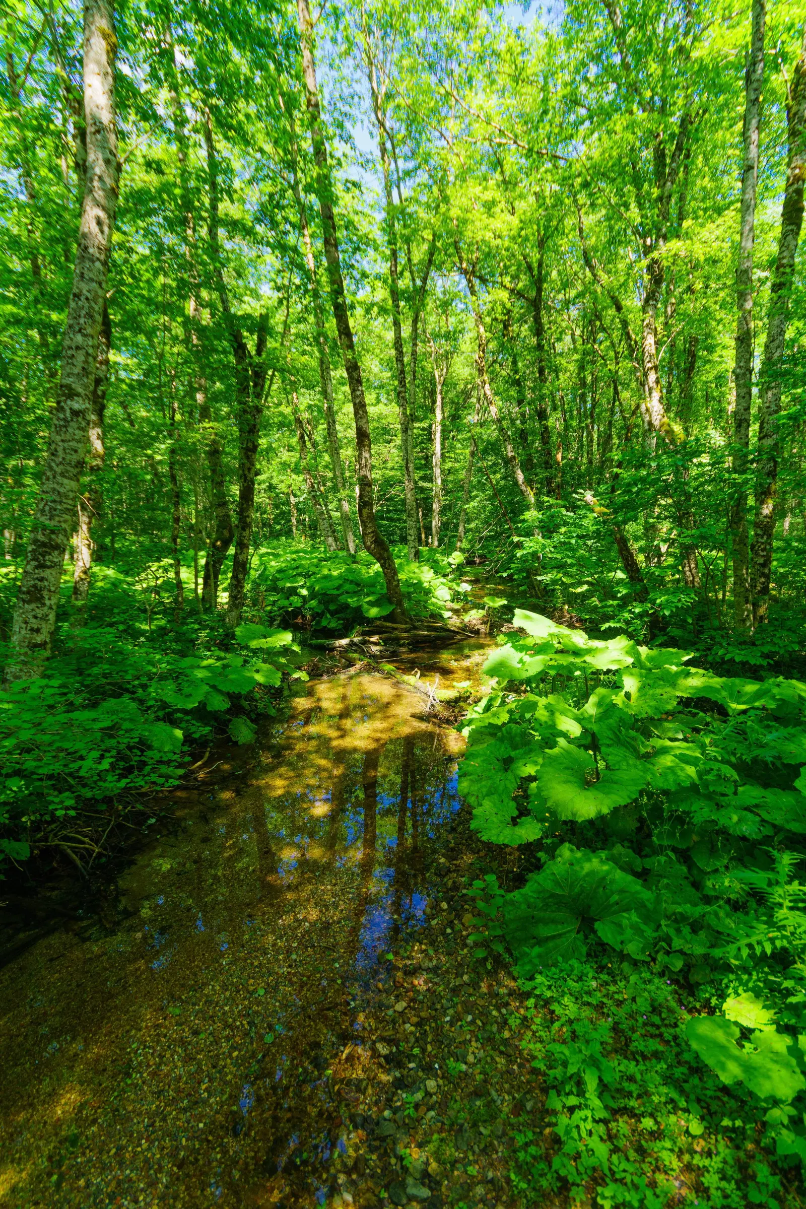 Dense mixed forest and a clear stream in Biogradska Gora